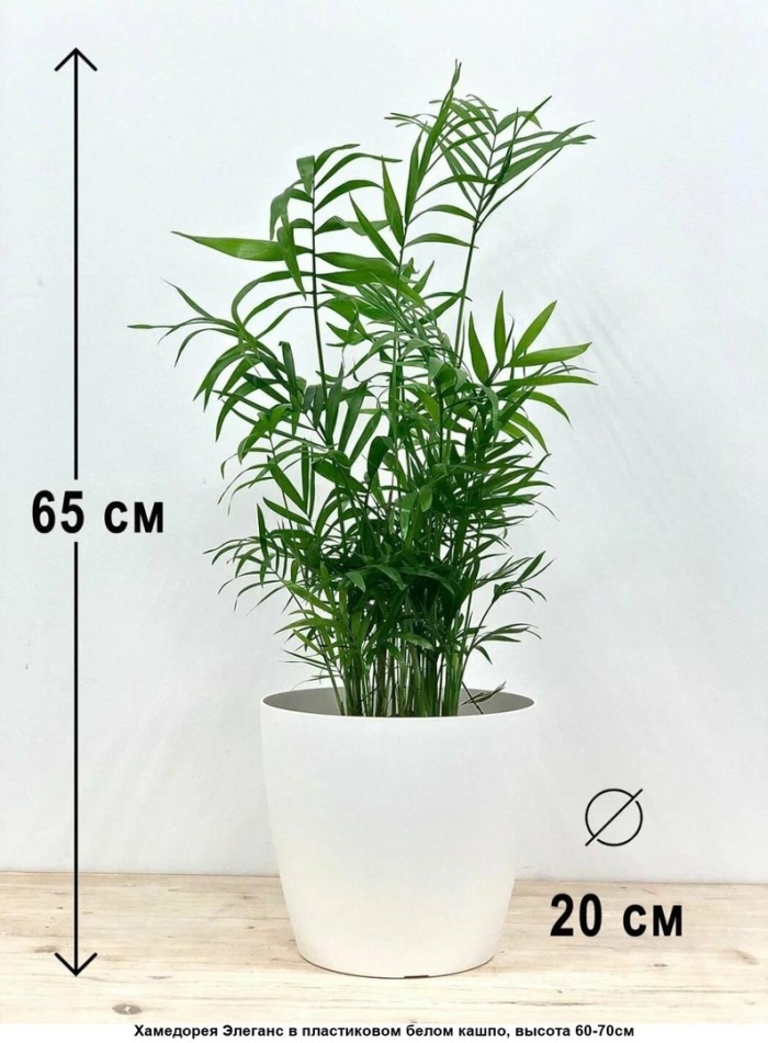 Растение хамедорея элеганс