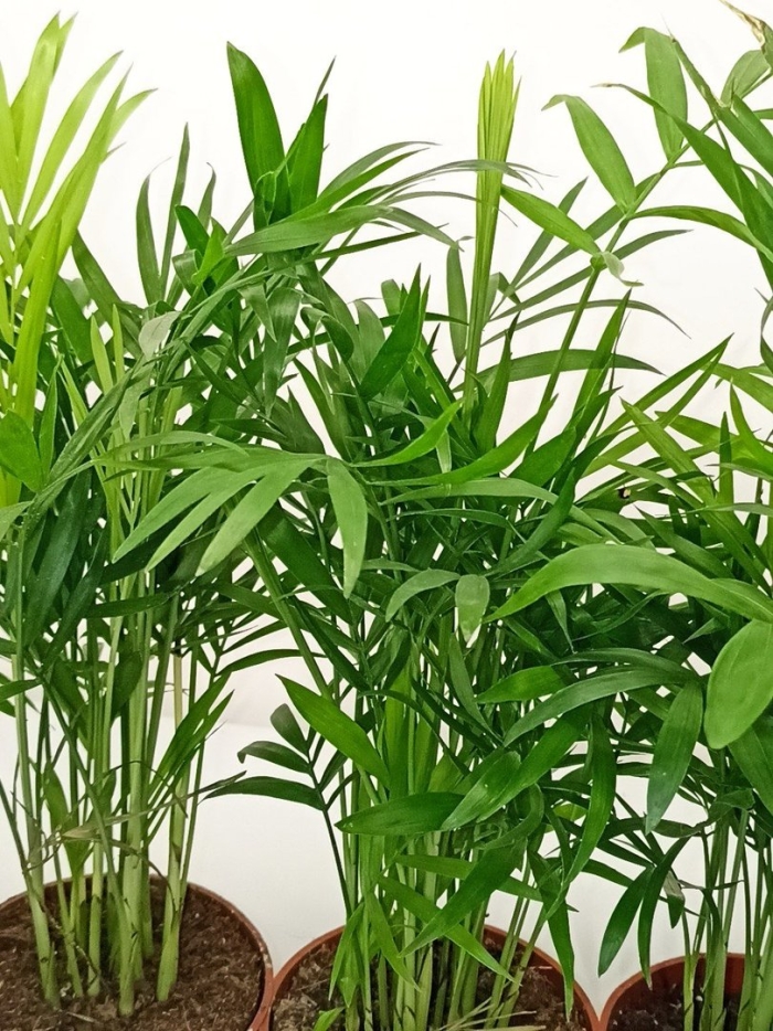 Хамедорея элеганс 9/30