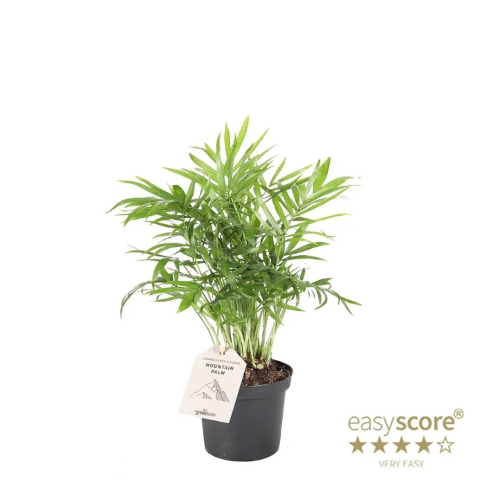 Комнатное растение хамедорея элеганс