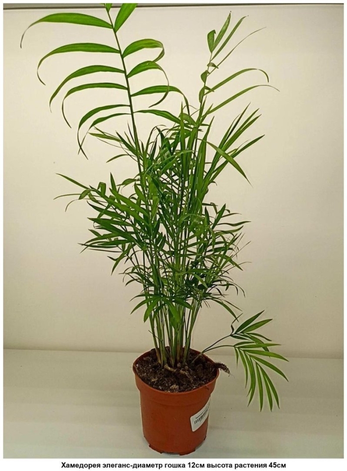 Тростниковая пальма хамедорея