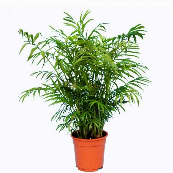 Хамедорея элеганс вариегата