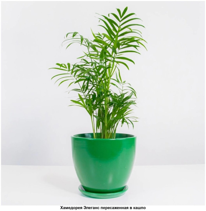 Хамедорея микс