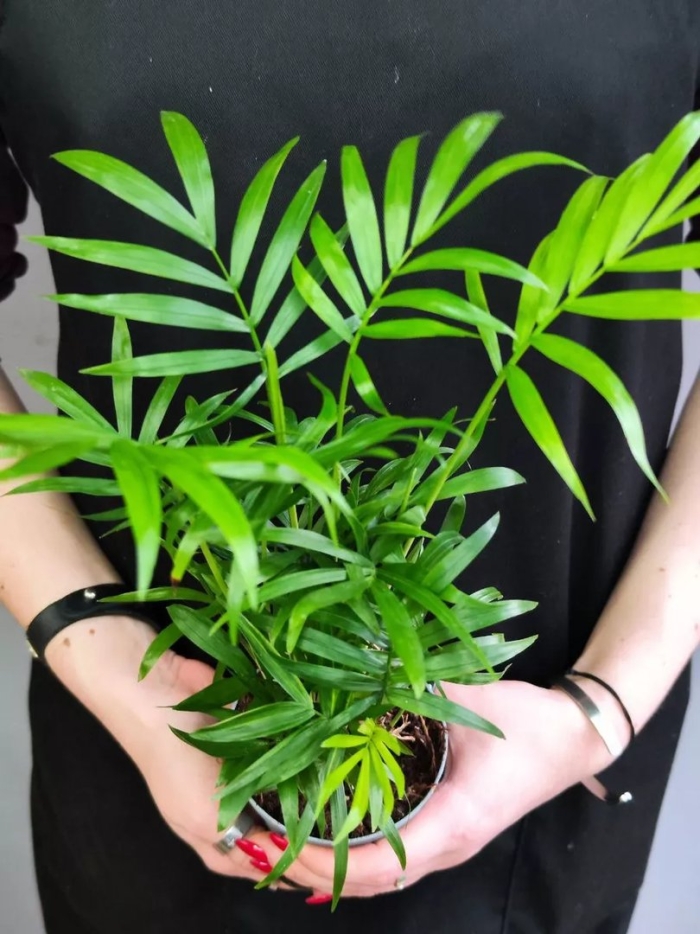 Хамедорея неанта