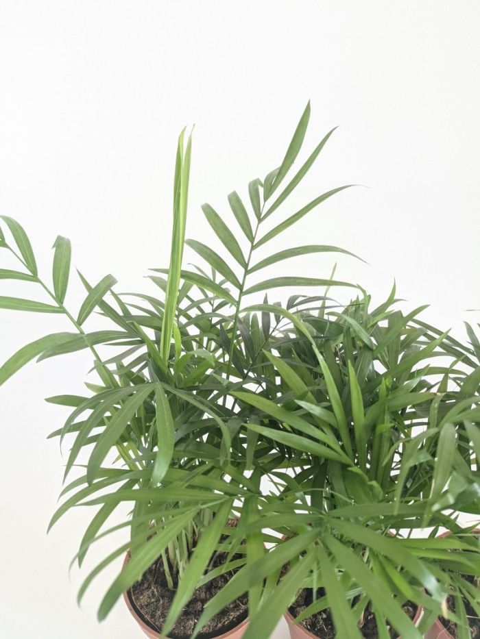 Хамедорея пальма