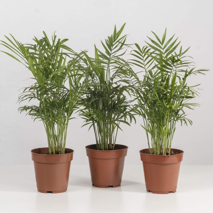 Хамедорея elegans