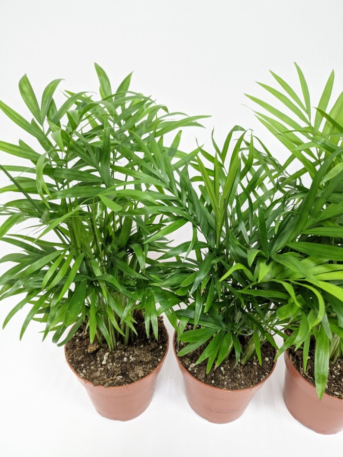 Пальма хамедорея элеганс