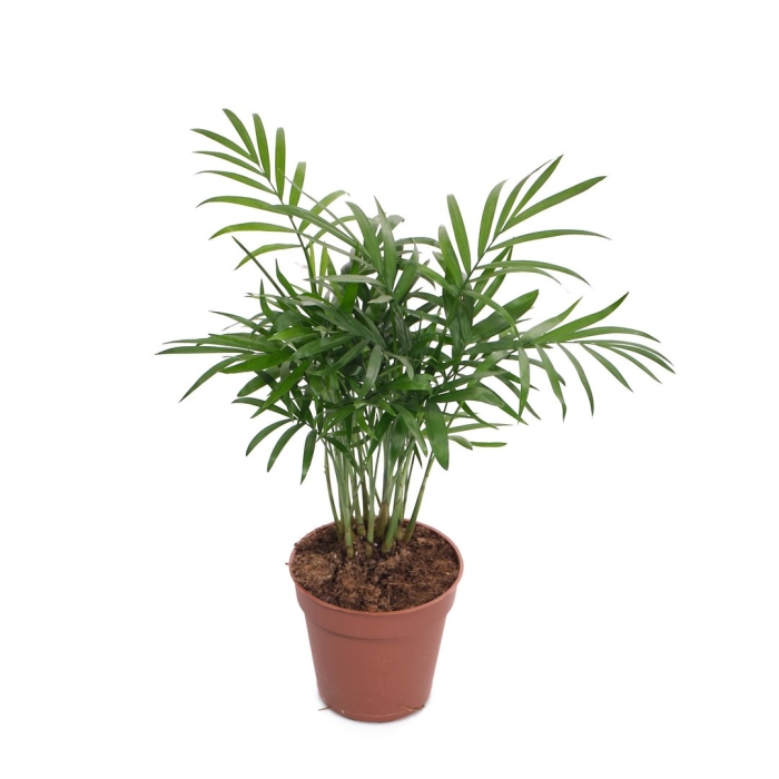 Хамедорея элеганс в горшке