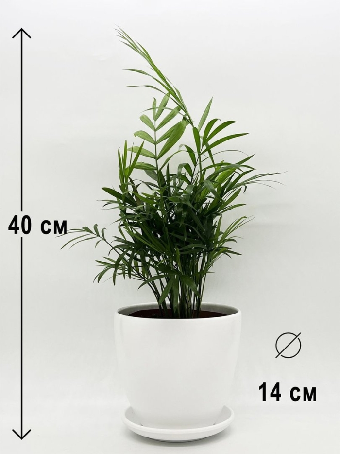 Хамедорея элеганс в горшке