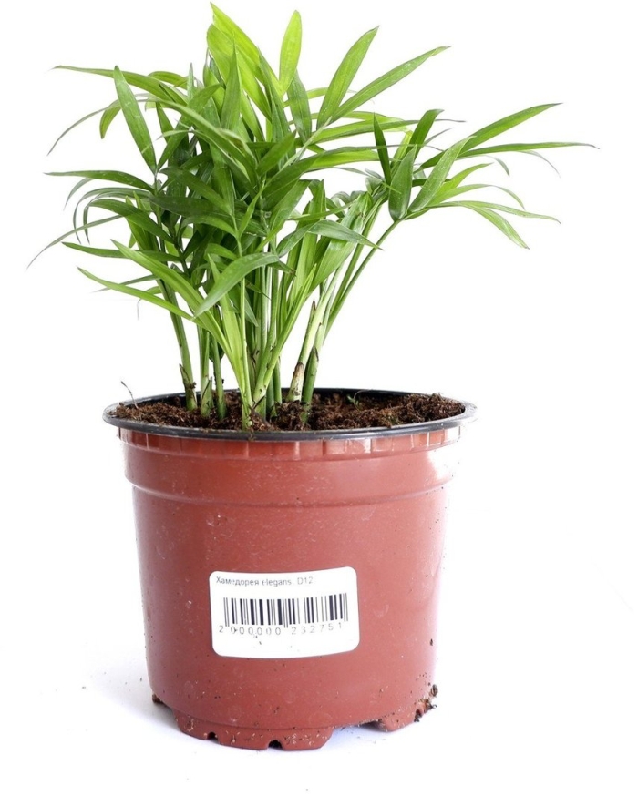 Хамедорея элеганс d12