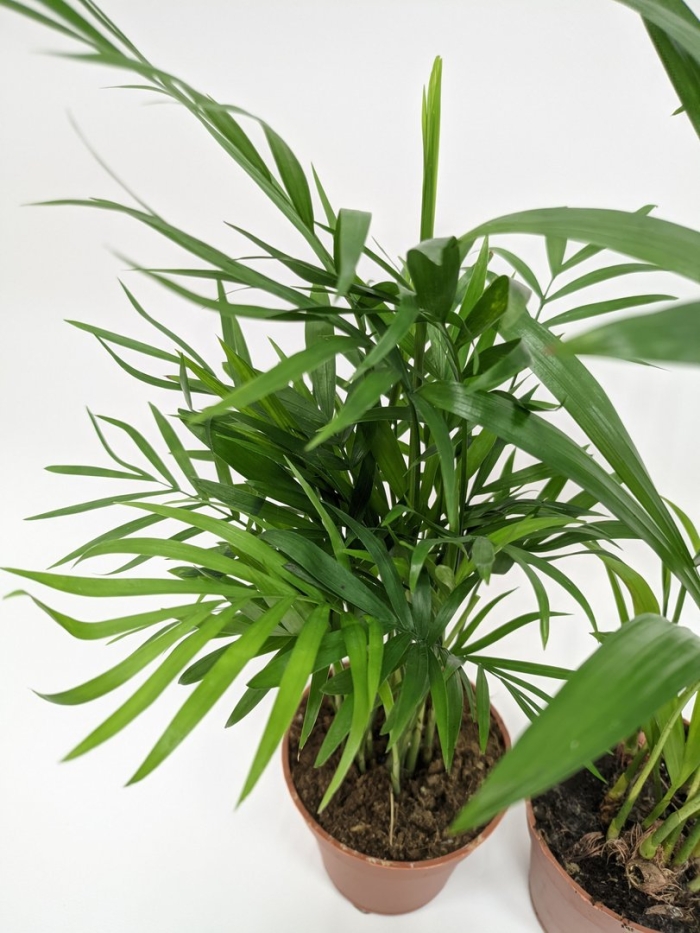 Хризалидокарпус и хамедорея