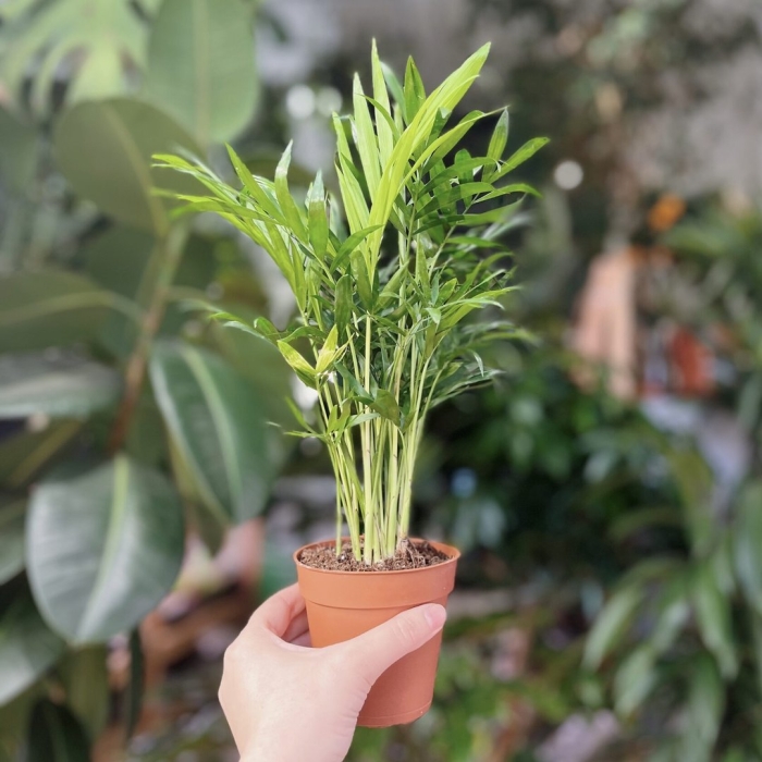 Пальма хамедорея элеганс