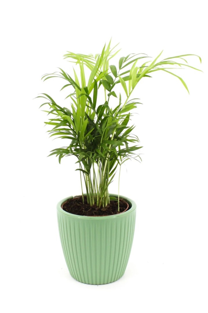 Хамедорея элеганс 35/9