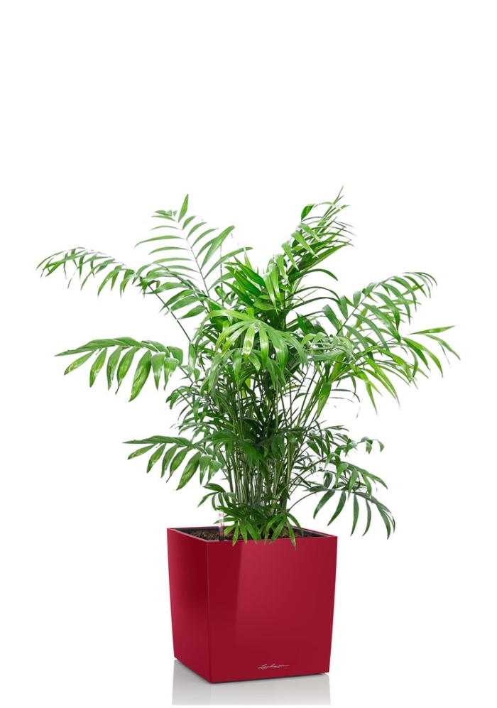 Перистая пальма