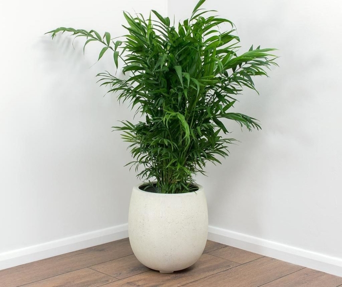 Бамбуковая пальма хамедорея