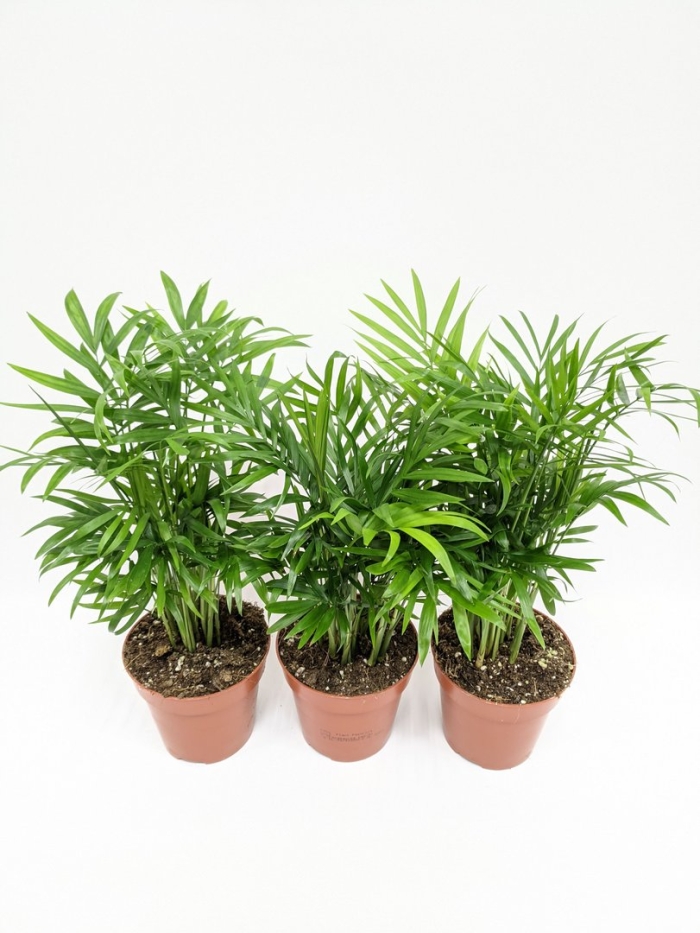 Хамедорея пальма