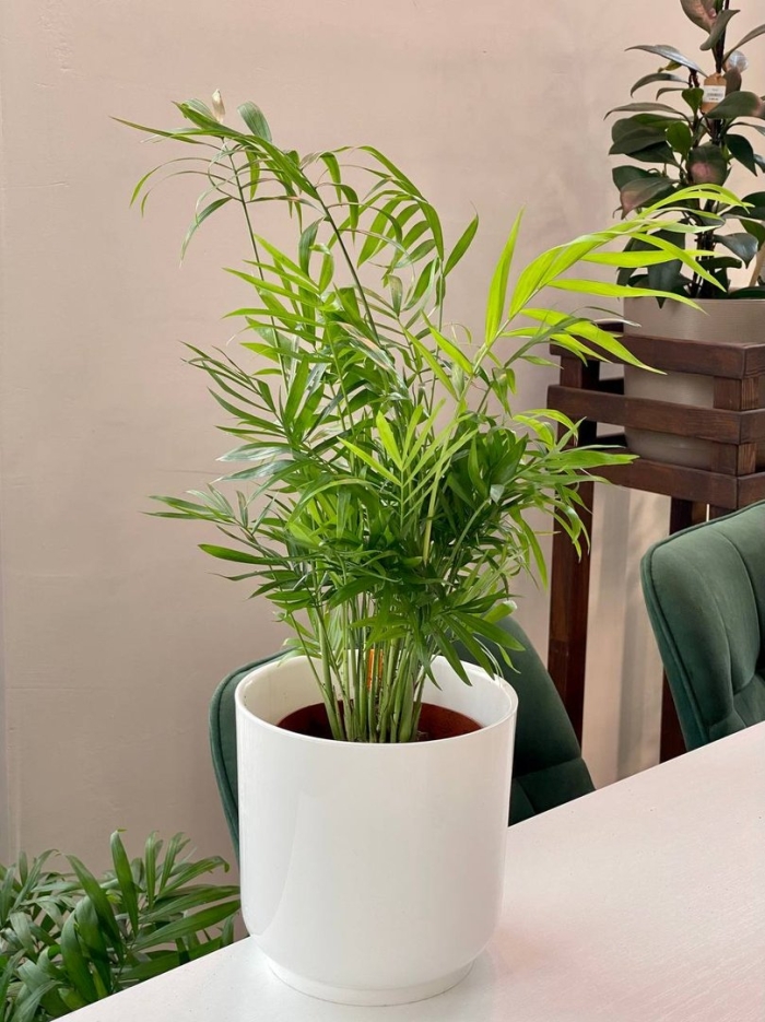 Пальма хамедорея элеганс