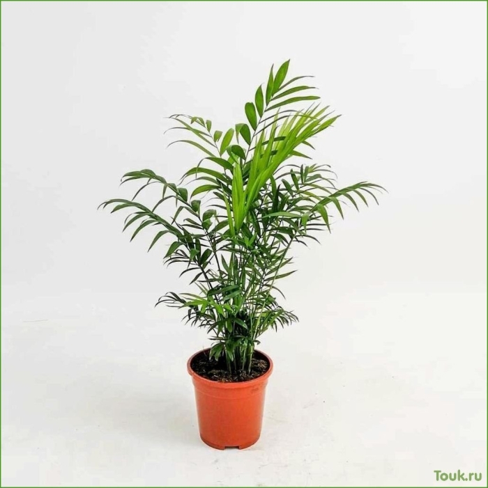 Хамедорея 9