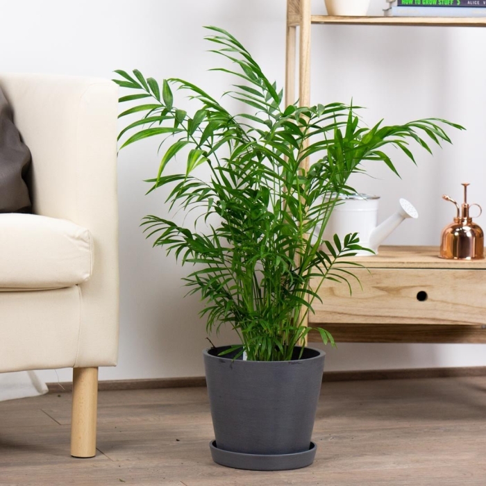 Хамедорея изящная элеганс