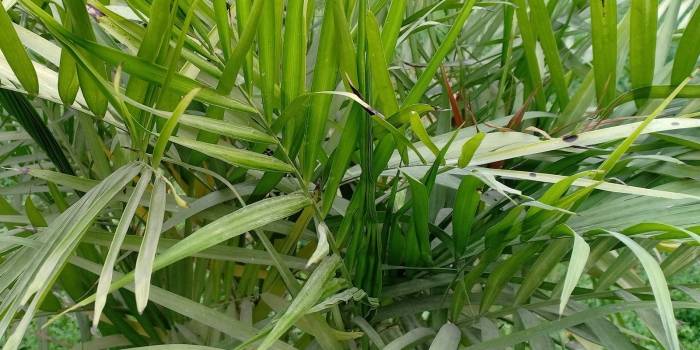 Пальма хамедорея металлика