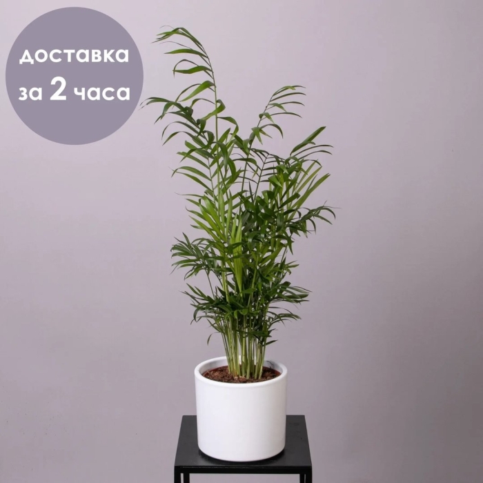 Пальма хамедорея