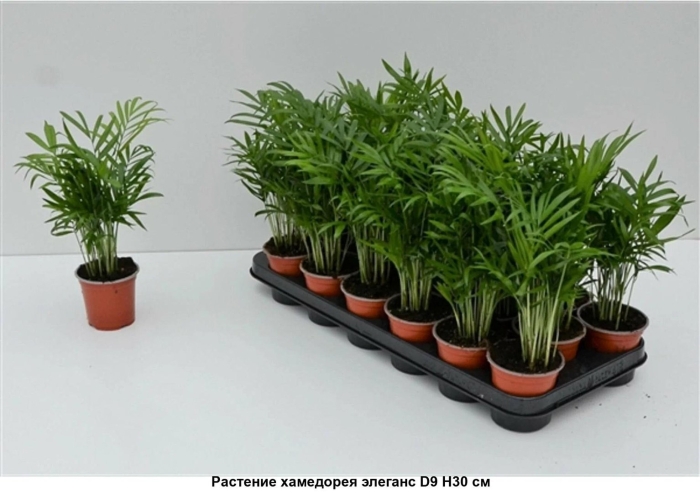 Хамедорея elegans d9 h30