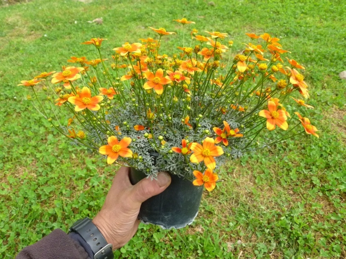 Бархатцы тагетес тонколистный