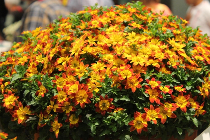 Биденс blazing volcano