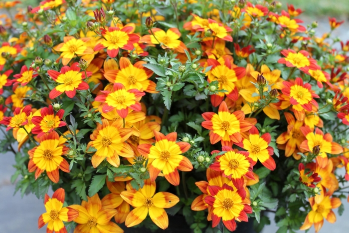 Биденс блазинг глори