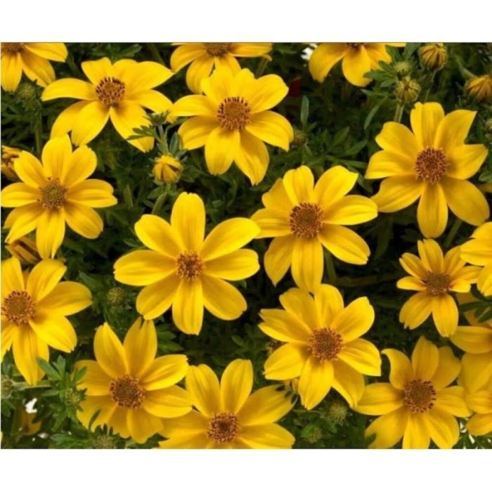 Биденс золотистый