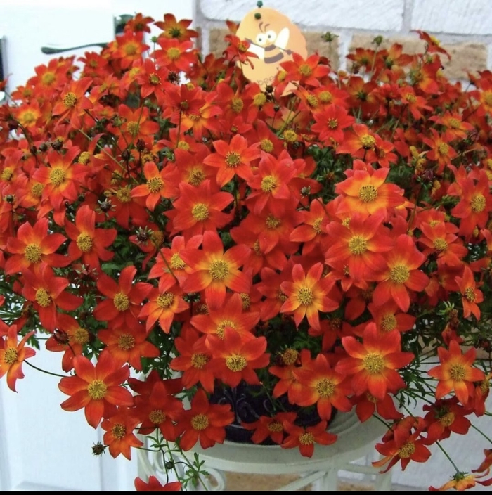 Биденс цветок