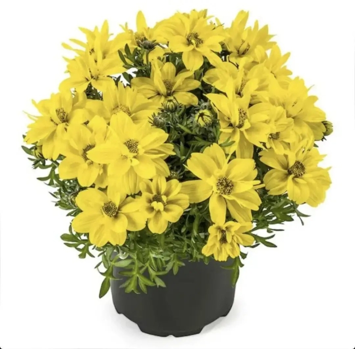 Биденс еллоу