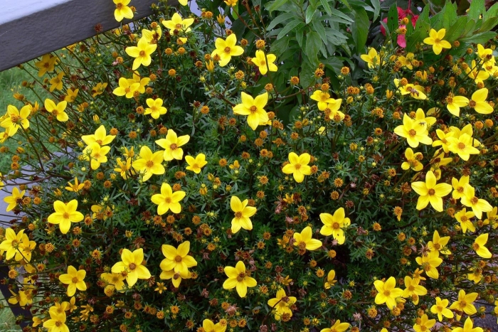 Бакопа биденс