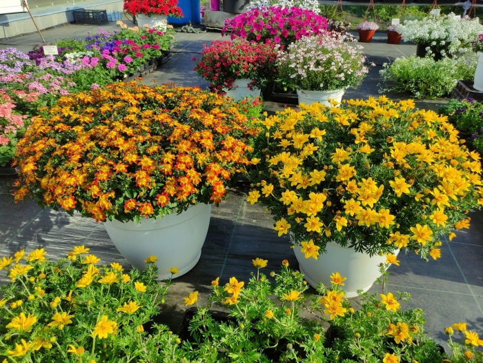 Биденс sunshine double