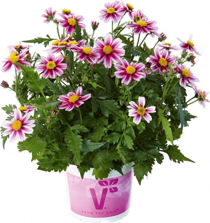 Биденс pink princess