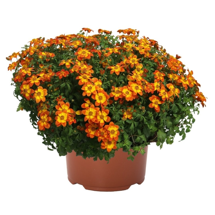 Череда ампельная биденс