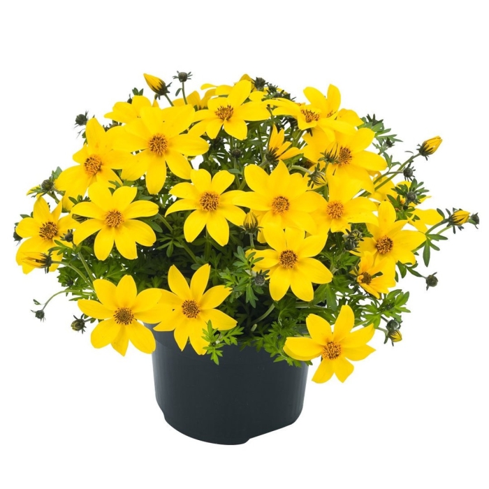 Санвиталия золотой куст