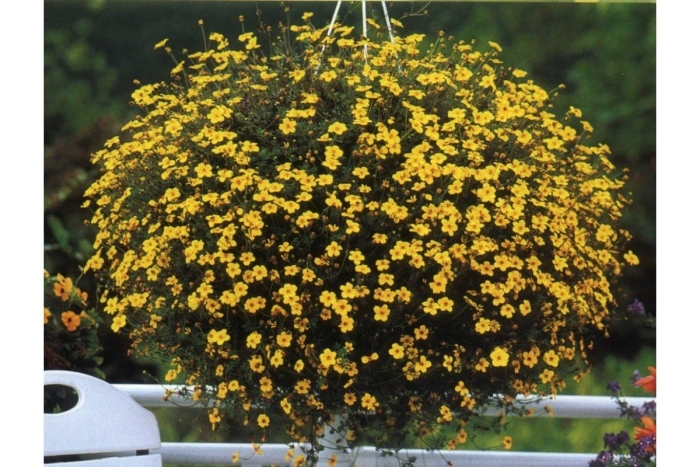 Санвиталия распростертая