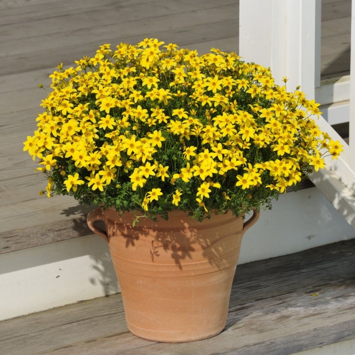 Санвиталия ампельная