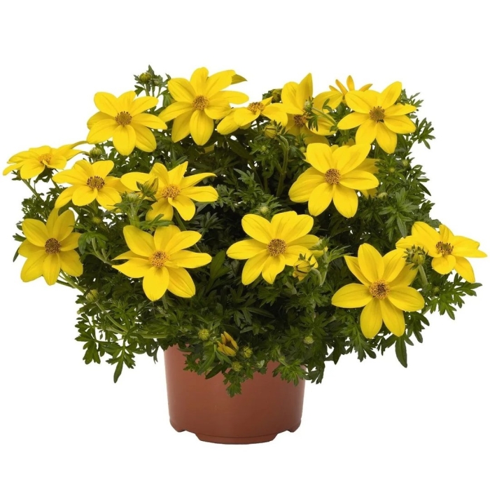 Биденс ферулелистная