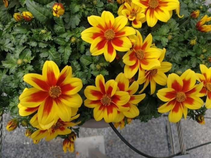 Биденс ампельная