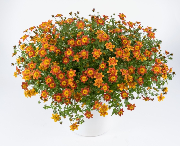 Цветок биденс ампельная