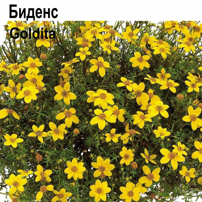 Биденс еллоу шарм