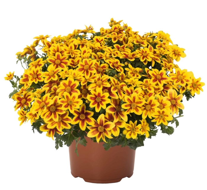 Биденс bidy boom red eye