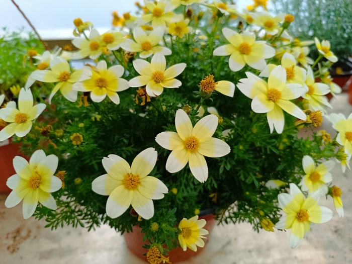 Биденс ферулолистная теплое солнышко