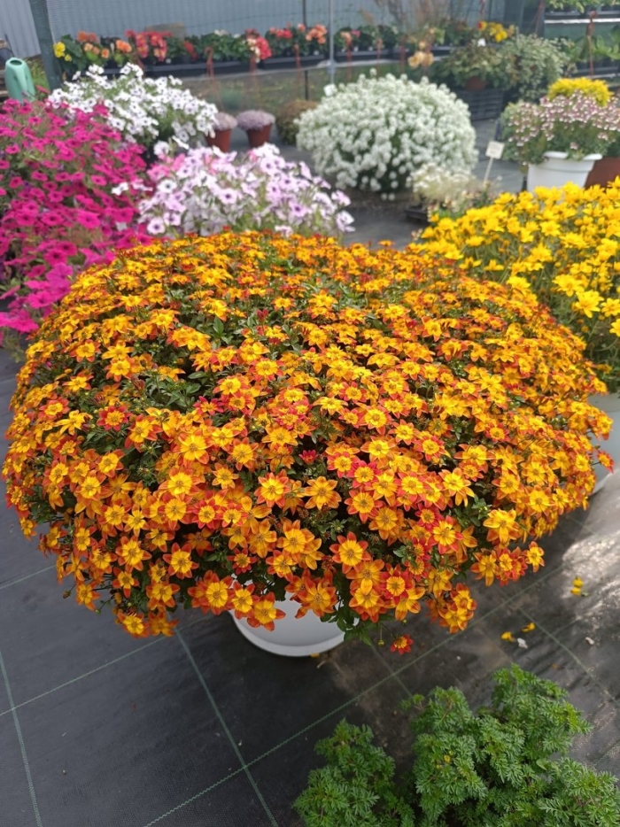 Биденс рассада