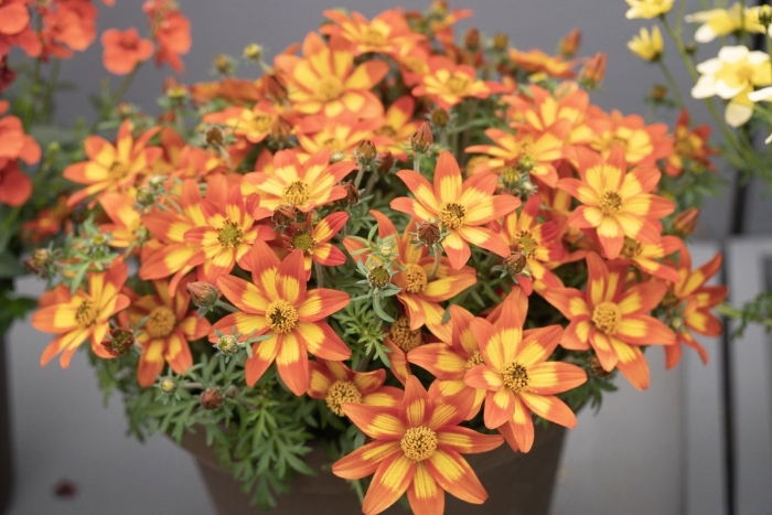 Череда ампельная биденс