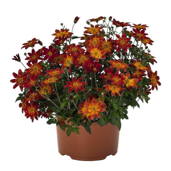 Биденс биди бум