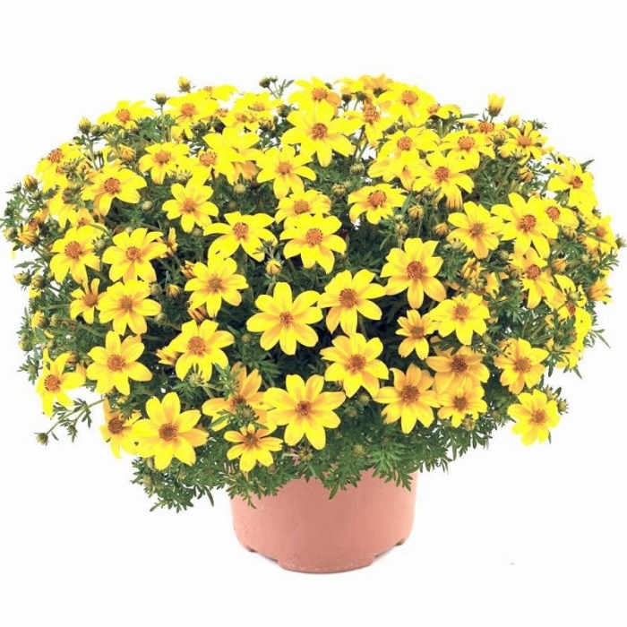 Череда ампельная биденс