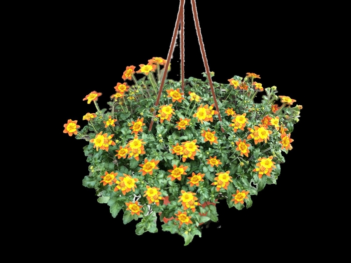 Биденс ампельный в кашпо