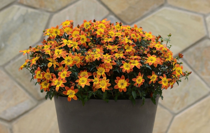 Череда ампельная биденс